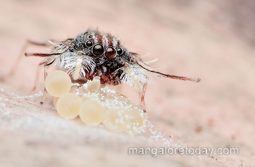 An ultra rare spider genus Neobrettus